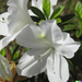 white azalea