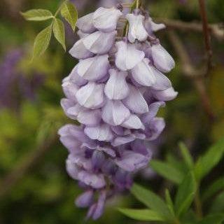 Wisteria chinensis,Wisteria - Kadiyam Nursery