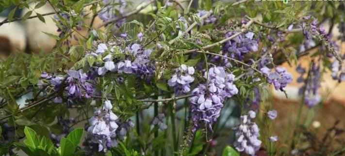 Wisteria chinensis,Wisteria - Kadiyam Nursery