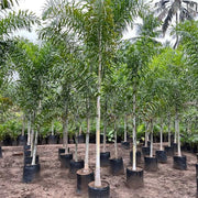 Wodyetia bifurcata, Foxtail Palm, Wody Palm, Fox Tail Palm - Kadiyam Nursery