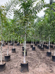 Wodyetia bifurcata, Foxtail Palm, Wody Palm, Fox Tail Palm - Kadiyam Nursery