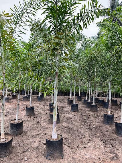 Wodyetia bifurcata, Foxtail Palm, Wody Palm, Fox Tail Palm - Kadiyam Nursery