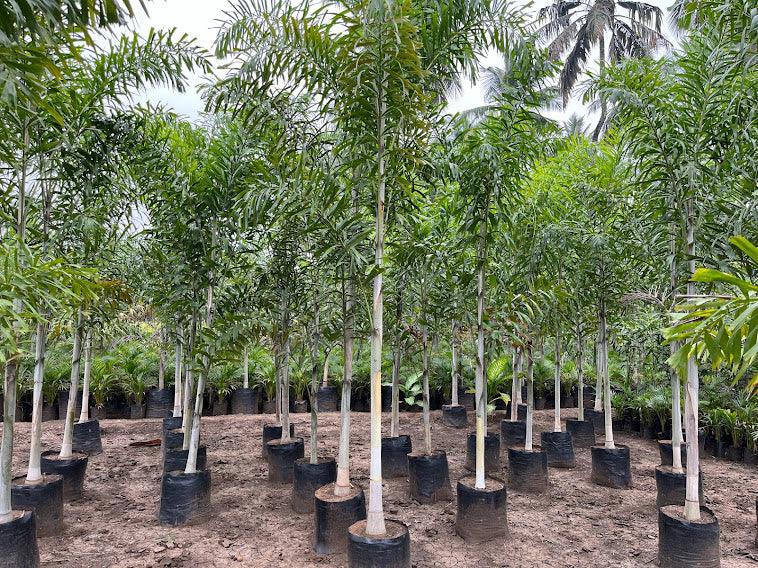 Wodyetia bifurcata, Foxtail Palm, Wody Palm, Fox Tail Palm - Kadiyam Nursery