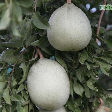 Wood Apple (Limonia Acidissima) Vilvam Maredu Bael Bitter Orange Stone Aegle Marmelos Living Plant In Poly Bag Rare Exotic Baelplant (Healthy Live Plant) - Kadiyam Nursery