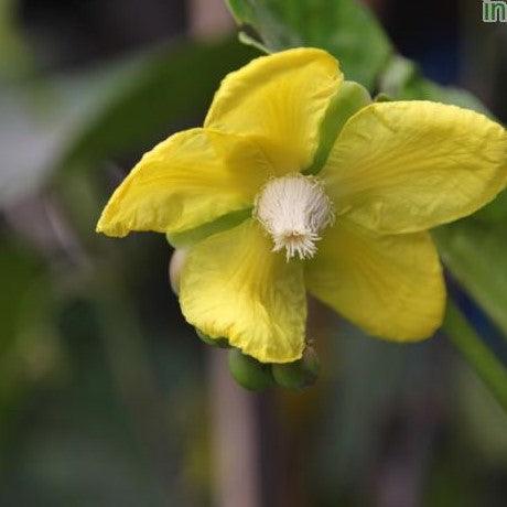 Wormia burbidgii,Wormia - Kadiyam Nursery