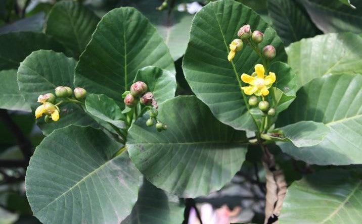 Wormia burbidgii,Wormia - Kadiyam Nursery