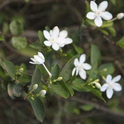 Wrightia antidysenterica,Easter Tree, Ceylon Tagar - Kadiyam Nursery