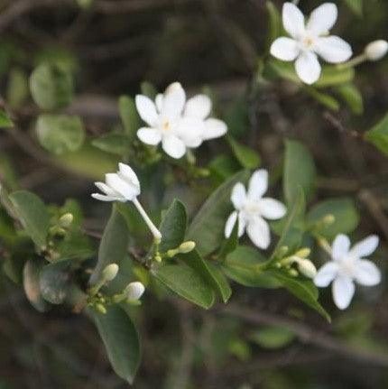 Wrightia antidysenterica,Easter Tree, Ceylon Tagar - Kadiyam Nursery