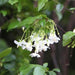 Wrightia religiosa,Wrightia - Kadiyam Nursery