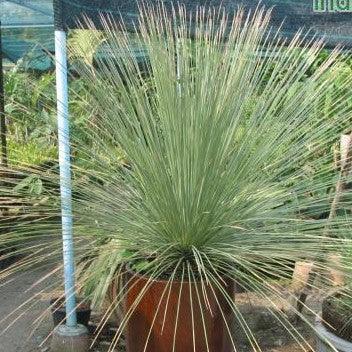 Xanthorrhoea glauca,Grass Tree, Black Boy - Kadiyam Nursery