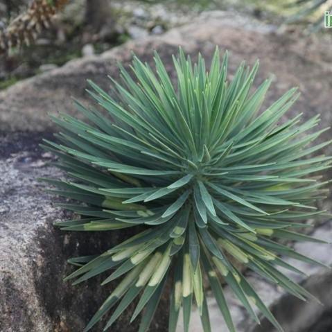 Yucca aloifolia,Yucca, Spanish Bayonet, Our Lords Candle - Kadiyam Nursery