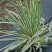 Yucca filimentosa marginata,Yucca filimentosa marginata - Kadiyam Nursery