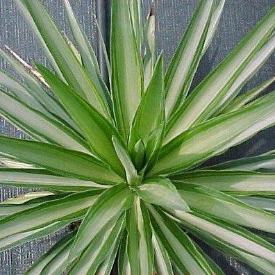 Yucca species silver,Yucca Silver - Kadiyam Nursery