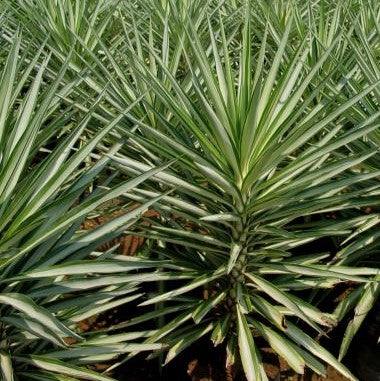 Yucca species silver,Yucca Silver - Kadiyam Nursery