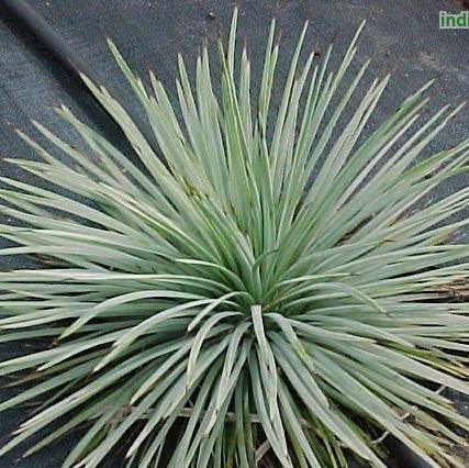 Yucca whipplei,Our Lords Candle, Whipplei Yucca - Kadiyam Nursery