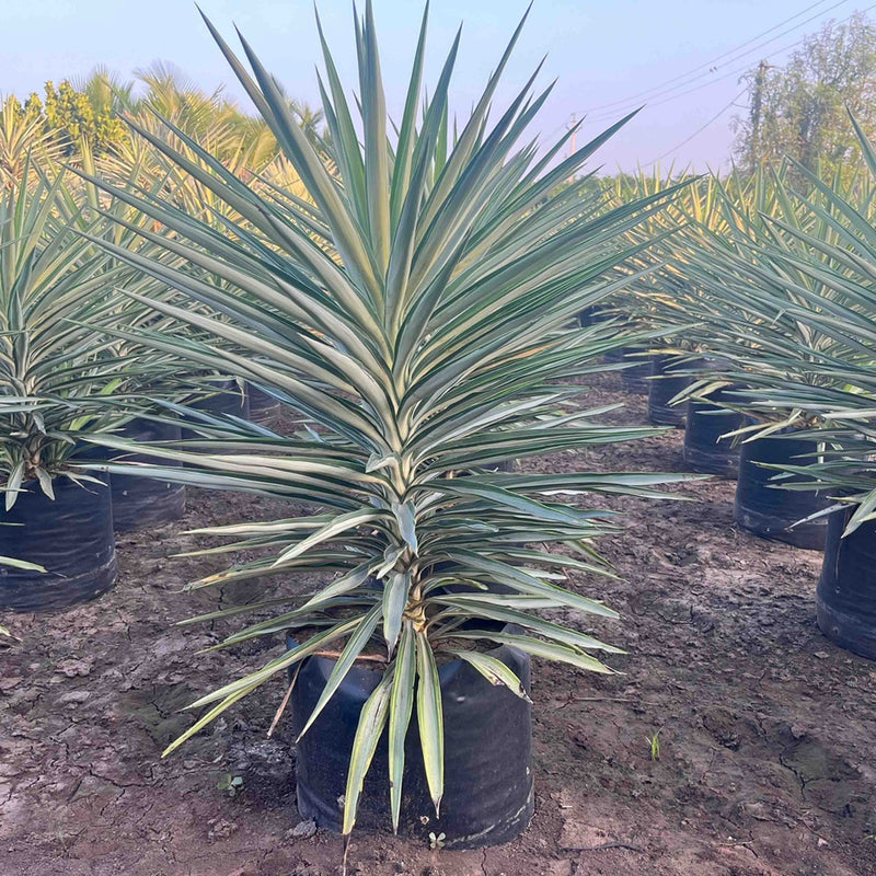 యుక్కా మీడియో పిక్టా ప్లాంట్‌ను కొనండి - ఈరోజు మీ తోటకు అద్భుతమైన టచ్‌ని జోడించండి