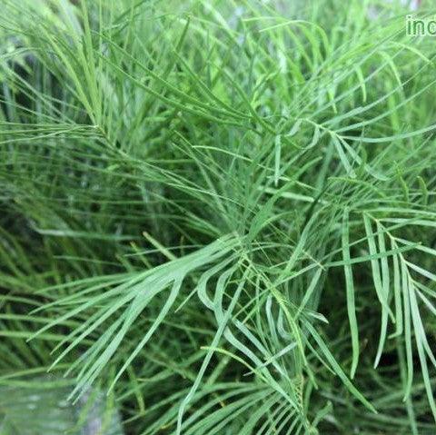 Zamia angustifolia,Zamia Cycas - Kadiyam Nursery