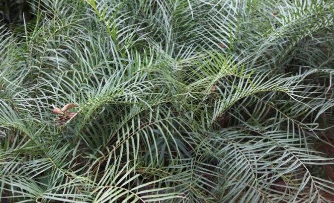 Zamia angustifolia,Zamia Cycas - Kadiyam Nursery