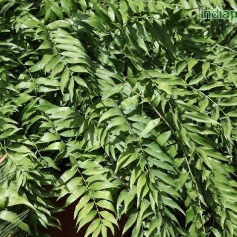 Zamia fischeri,Fern Zamia - Kadiyam Nursery