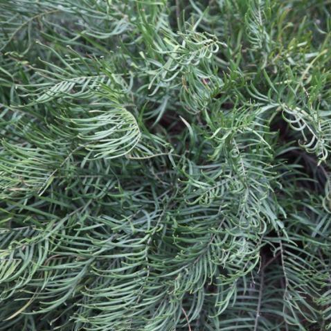 Zamia species,Zamia Narrow Leaf - Kadiyam Nursery