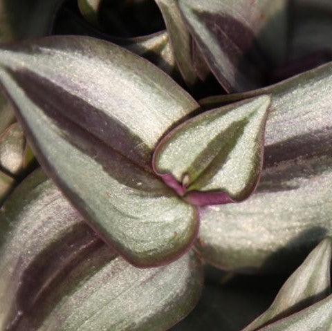 Zebrina pendula,Wandering Jew, Silvery Wandering Jew - Kadiyam Nursery