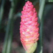 Zingiber spectabile,Beehive Ginger - Kadiyam Nursery