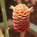 Zingiber zerumbet,Wild Ginger, Bitter Ginger, Sponge Ginger - Kadiyam Nursery